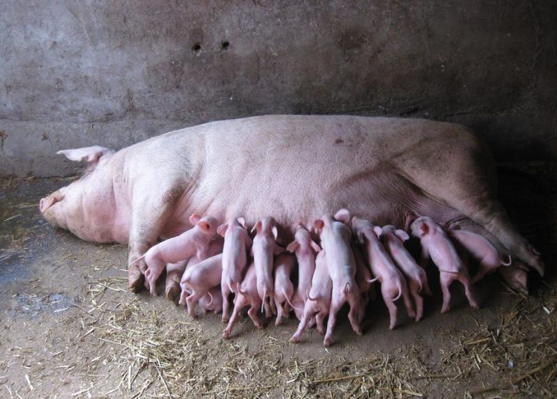 母猪产前一小时征兆图片（母猪临产前有什么征兆）-4