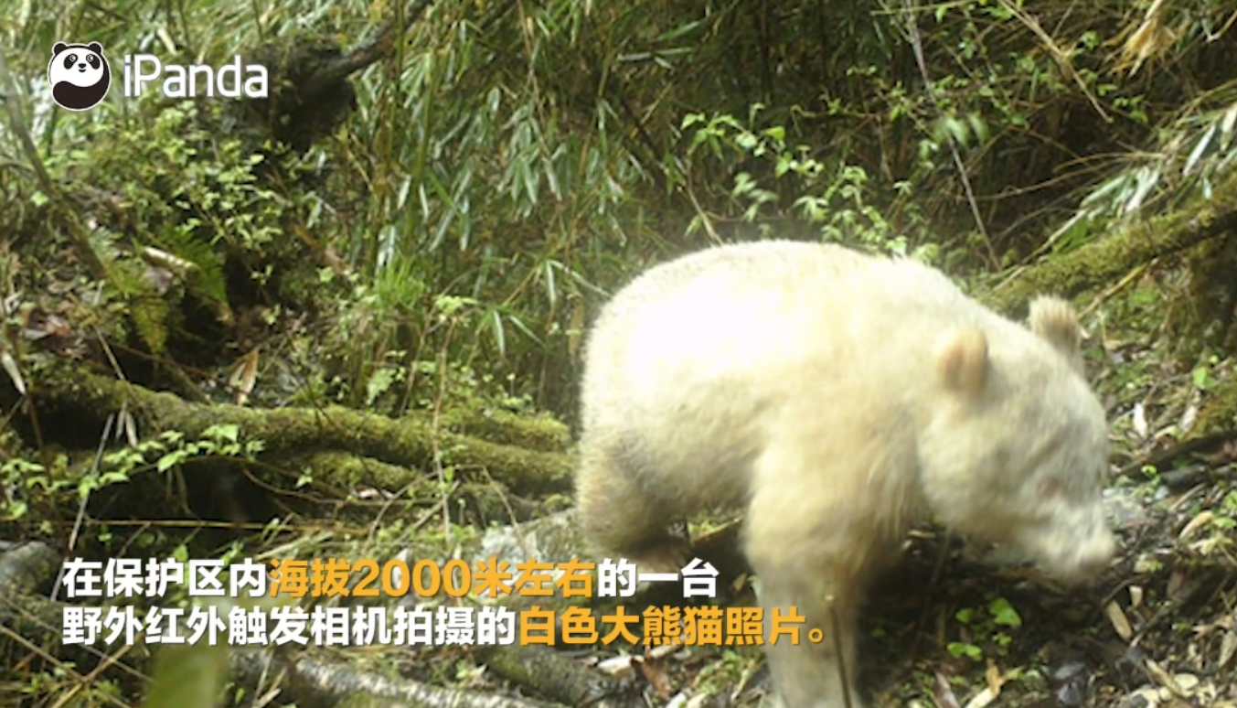 中国有多少大熊猫（美国的国宝是什么动物）-2