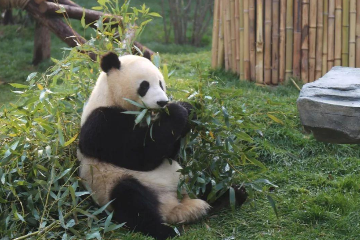 中国有几只大熊猫（一只大熊猫价值多少）-7