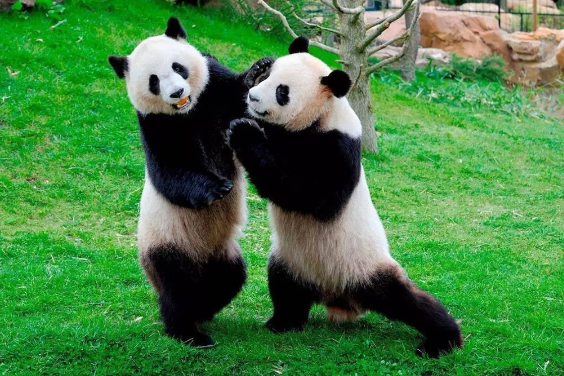 中国有多少大熊猫（美国的国宝是什么动物）-1