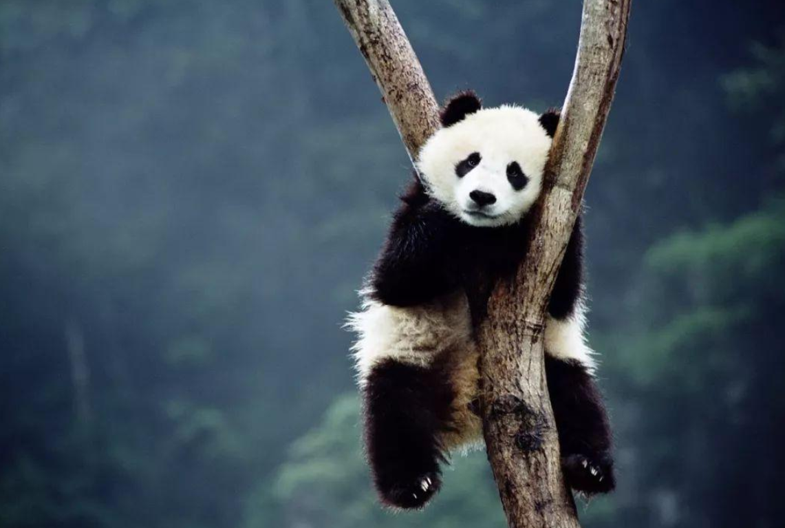 中国有多少大熊猫（美国的国宝是什么动物）-5
