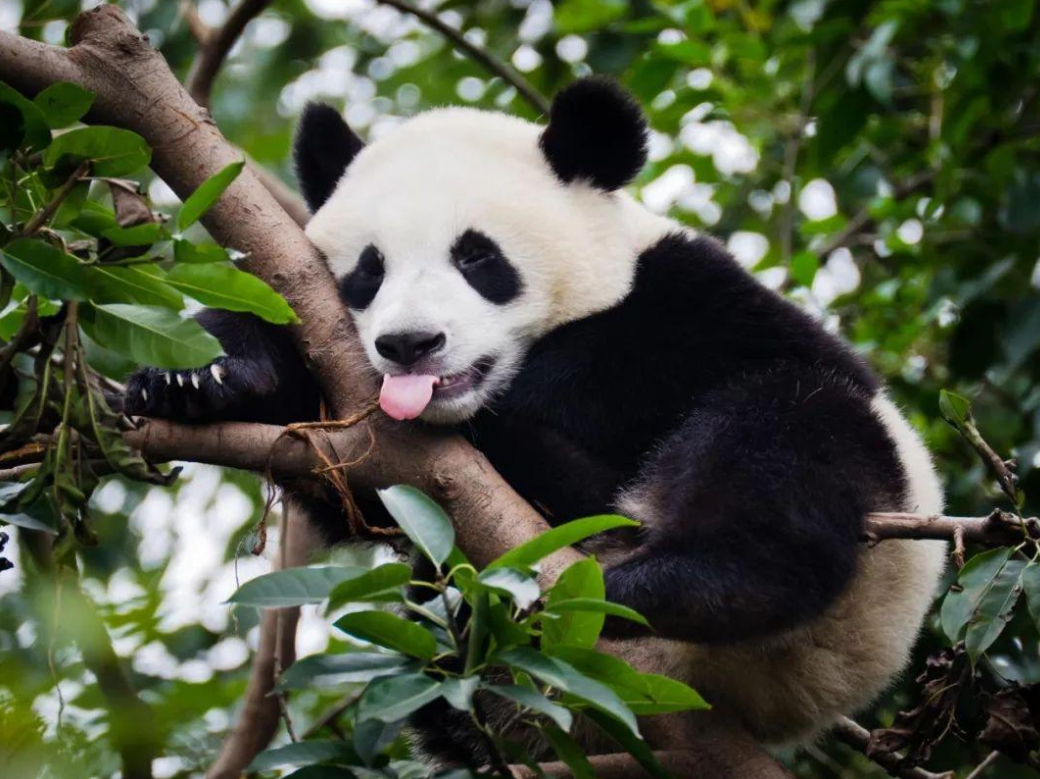 中国有几只大熊猫（一只大熊猫价值多少）-9