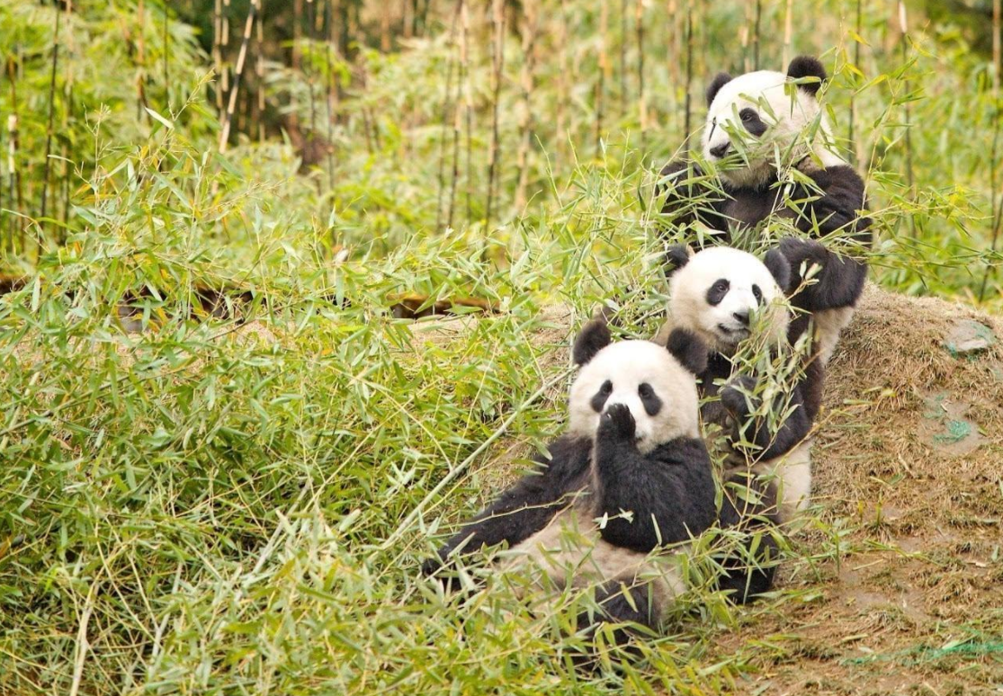 中国有几只大熊猫（一只大熊猫价值多少）-8