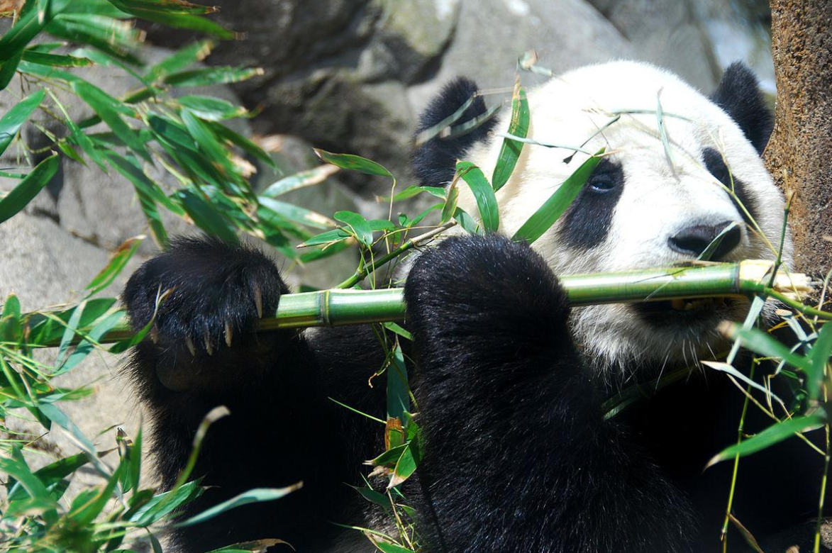 中国有多少大熊猫（美国的国宝是什么动物）-6