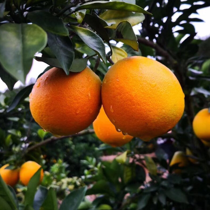 最好吃的橙子排名（中国到底哪种橙子最好吃）-4