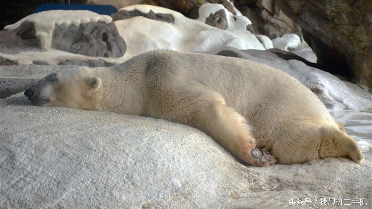 北极熊那么耐寒，为什么还需要冬眠？
