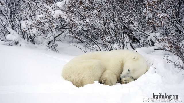 北极熊那么耐寒，为什么还需要冬眠？