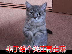 7款经典“中华田园猫”，你最喜欢哪种？
