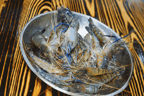 罗氏虾是淡水还是海水虾（一文概述罗氏虾养殖条件和方法）