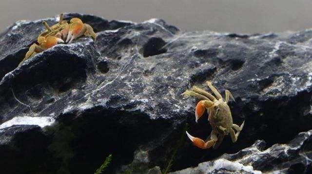 这种迷你小螃蟹可以和小型观赏鱼混养吗，需要注意什么问题？