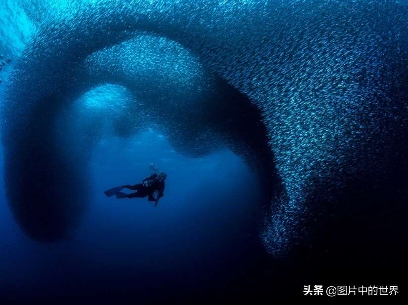 35张深海恐惧照来袭，一张比一张恐怖，看得人脊背发冷