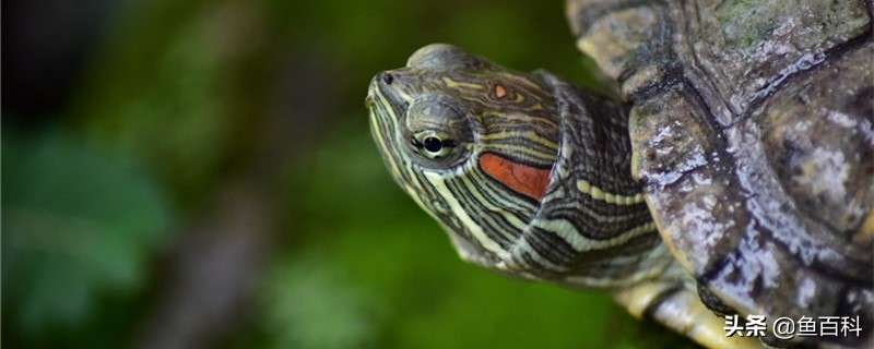 巴西龟用多深的水养，水太深会淹死吗