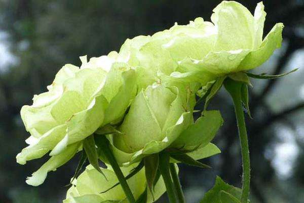 苏格兰绿玫瑰花语是什么（3分钟带你了解绿玫瑰图片及其花语）