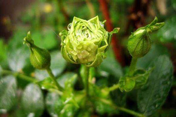 苏格兰绿玫瑰花语是什么（3分钟带你了解绿玫瑰图片及其花语）