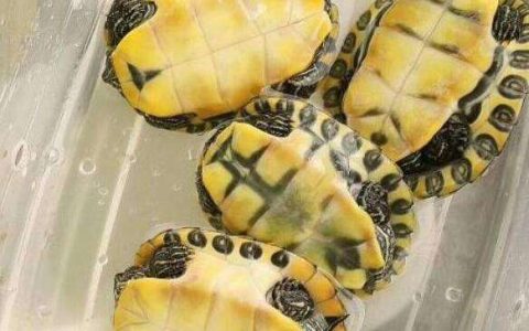 大河甜甜圈龟是深水龟吗（想要养好甜甜圈龟一定要注意6个要点）