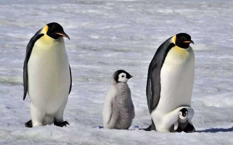 小企鹅为什么不怕冷的原因（揭秘企鹅不怕冷原来是拥有这两件秘密武器）
