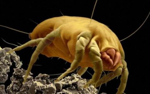 什么是螨虫脸图片（4张图带你认识感染螨虫的皮肤图片早看早清洁）